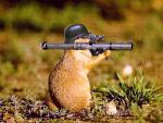 Lutte Anti Fourrure et maltraitances des animaux     Musique : wwww.myspace.com/95matricule ou http://95matricule.skyrock.com/